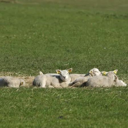 Duinpark De Robbenjager Üdülőpark